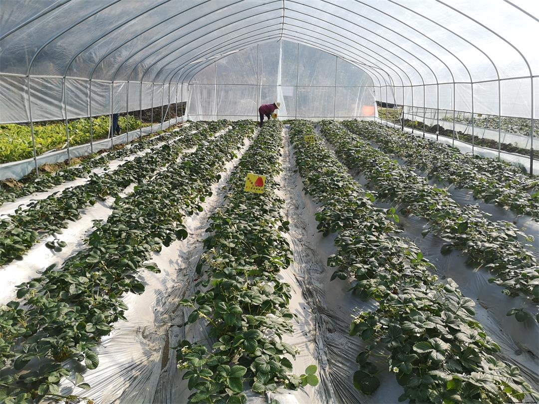 1627787534543033.jpg 1627787534543033.jpg