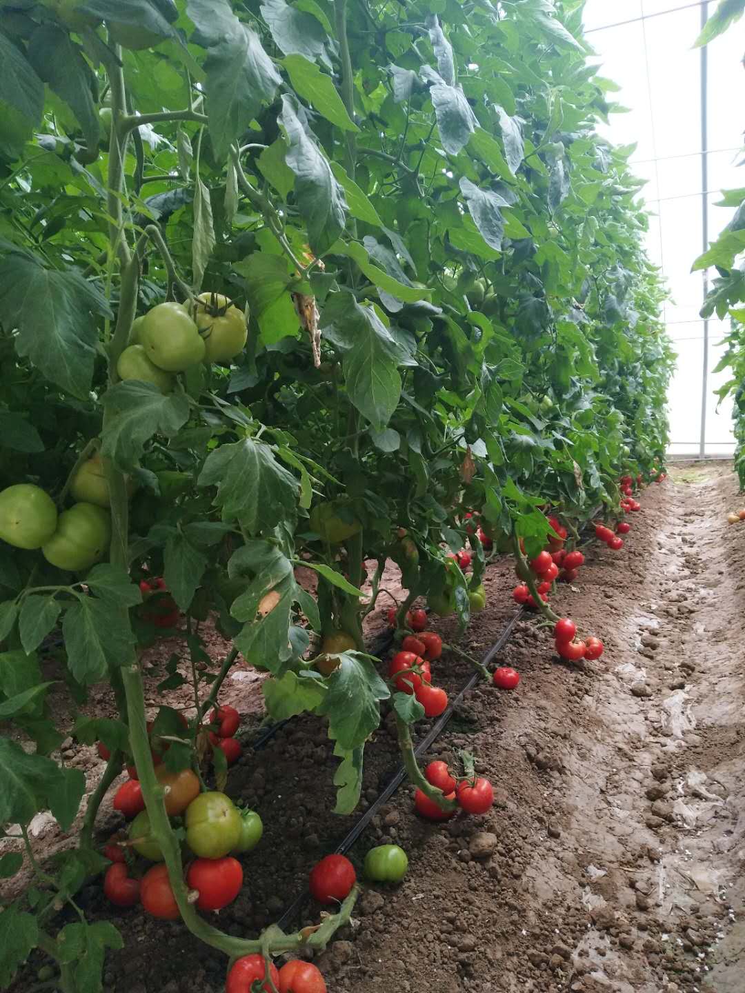 好色先生视频APP下载安装污案例
